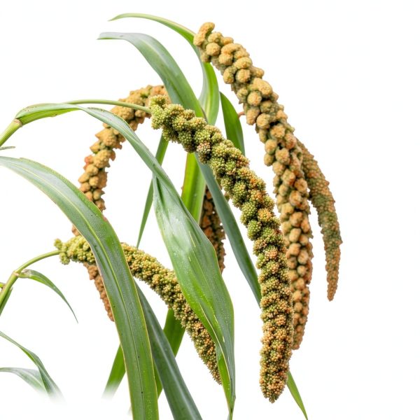 Spray Millet for Parakeets Amzey 5.5LB Natural High-Protein Treat-5