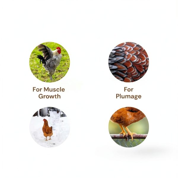 Chicken Feed Hatortempt 10lb Mealworms & Fly Larvae with Calcium-3